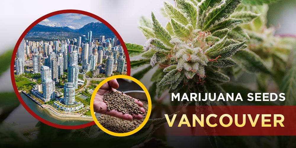 Marijuana Seeds Vancouver