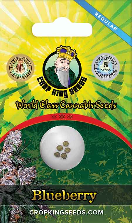 Blueberry Regular Marijuana Seeds