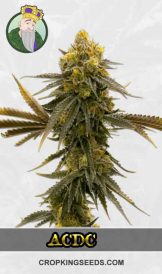 CBD ACDC Strain Feminized Marijuana Seeds