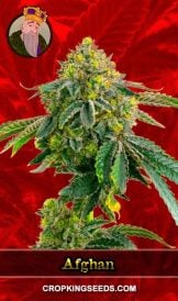 Afghan Strain Feminized Marijuana Seeds