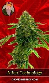 Alien Technology Strain Feminized Marijuana Seeds