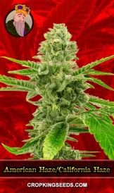 American Haze / California Haze Feminized Marijuana Seeds