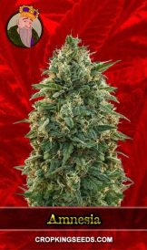 Amnesia Strain Feminized Marijuana Seeds