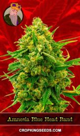 Amnesia Blue Head Band Feminized Marijuana Seeds