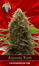 Amnesia Kush Feminized Marijuana Seeds