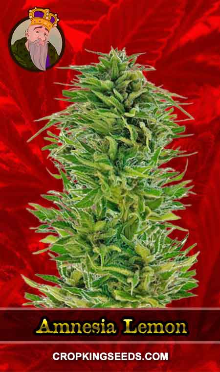 Amnesia Lemon Strain Feminized Marijuana Seeds