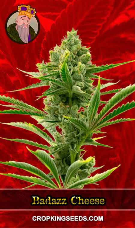 Badazz Cheese Feminized Marijuana Seeds