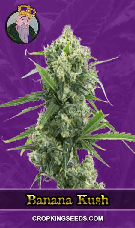 Banana Kush Autoflowering Marijuana Seeds