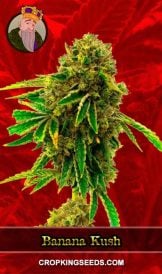 Banana Kush Feminized Marijuana Seeds