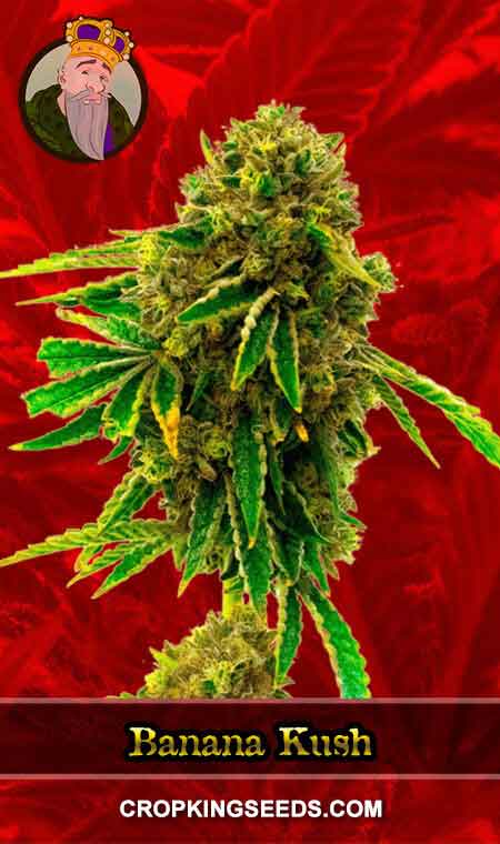 Banana Kush Feminized Marijuana Seeds