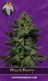 Blackberry Strain Autoflowering Marijuana Seeds