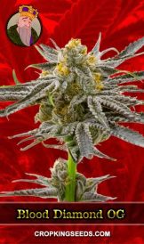 Blood Diamond OG Strain Feminized Marijuana Seeds