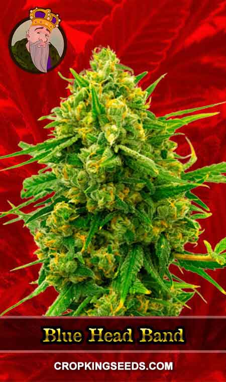 Blue Headband Strain Feminized Marijuana Seeds