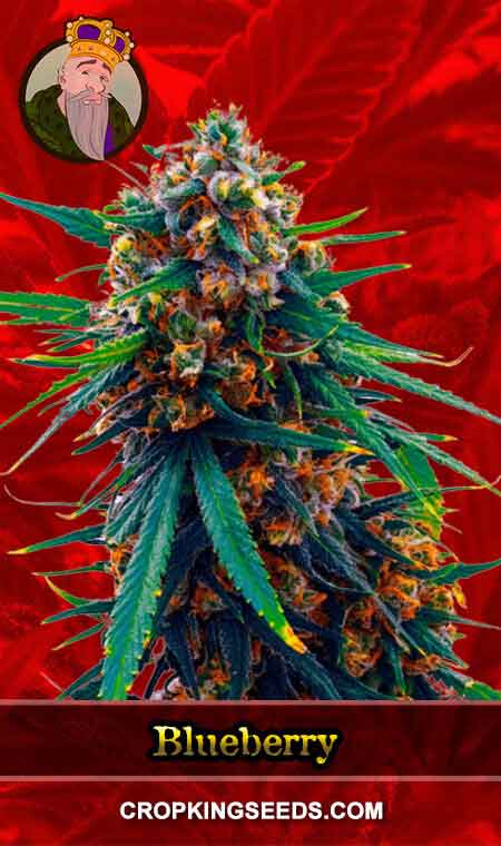 Blueberry Strain Feminized Marijuana Seeds