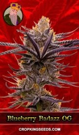 Blueberry Badazz OG Strain Feminized Marijuana Seeds