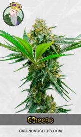 CBD Cheese Feminized Marijuana Seeds