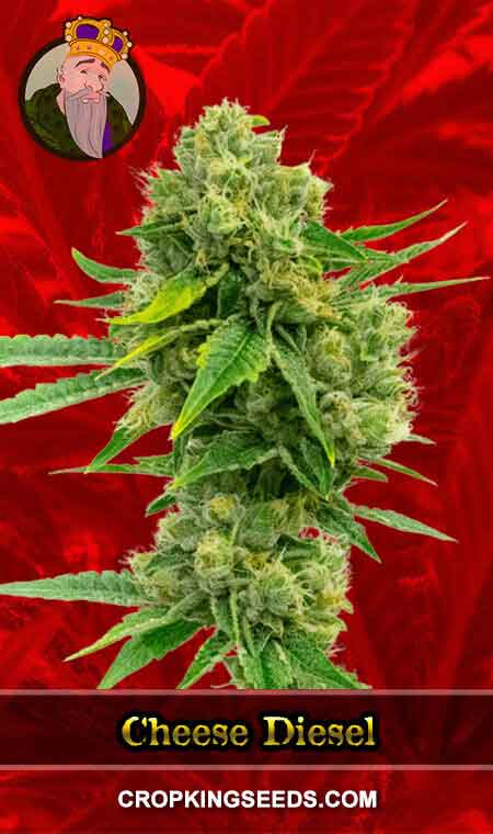 Cheese Diesel Feminized Marijuana Seeds