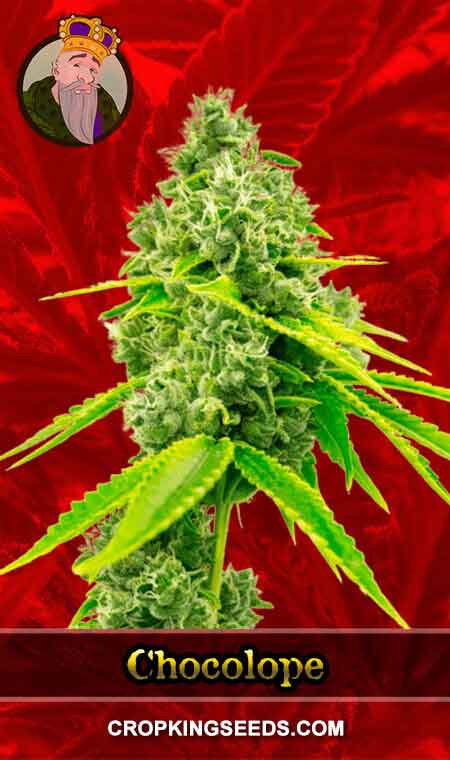 Chocolope Feminized Marijuana Seeds