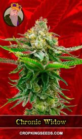 Chronic Widow Feminized Marijuana Seeds