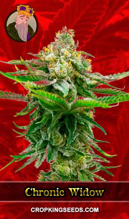 Chronic Widow Feminized Marijuana Seeds