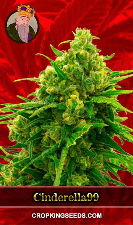 Cinderella99 Feminized Marijuana Seeds