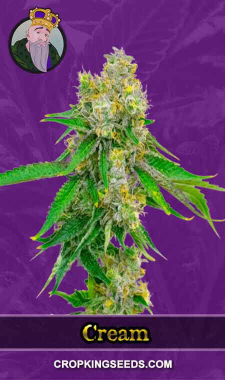 Cream Strain Autoflowering Marijuana Seeds