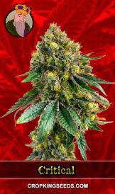 Critical + Strain Feminized Marijuana Seeds