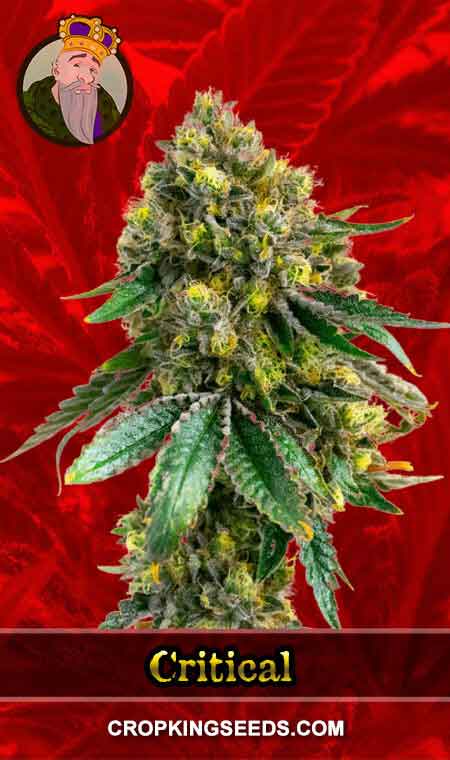 Critical + Strain Feminized Marijuana Seeds