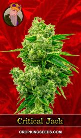 Critical Jack Feminized Marijuana Seeds