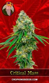 Critical Mass Feminized Marijuana Seeds