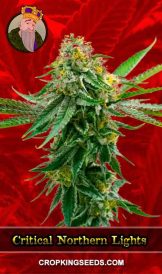 Critical Northern Lights Strain Feminized Marijuana Seeds