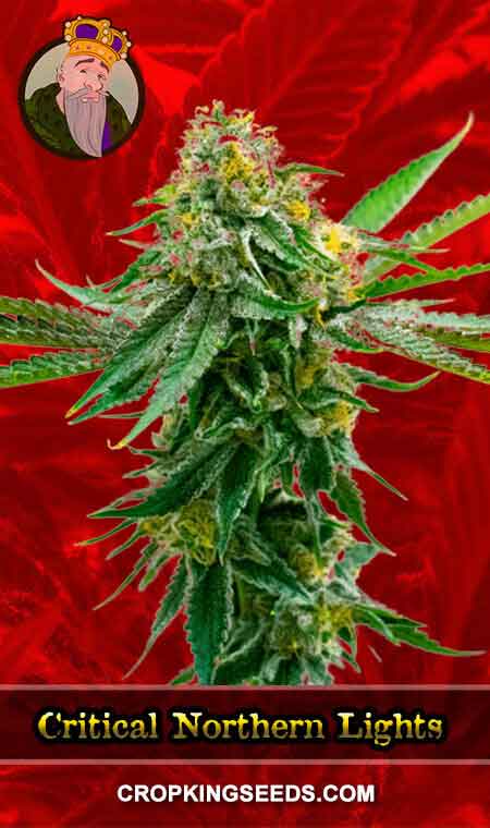 Critical Northern Lights Strain Feminized Marijuana Seeds