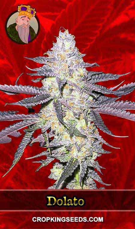 Dolato Feminized Marijuana Seeds