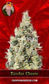 Exodus Cheese Strain Feminized Marijuana Seeds