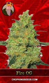 Fire OG Strain Feminized Marijuana Seeds