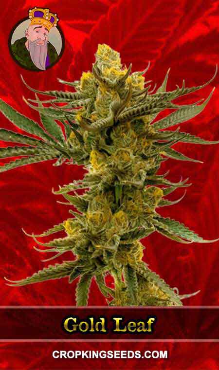 Gold Leaf Strain Feminized Marijuana Seeds