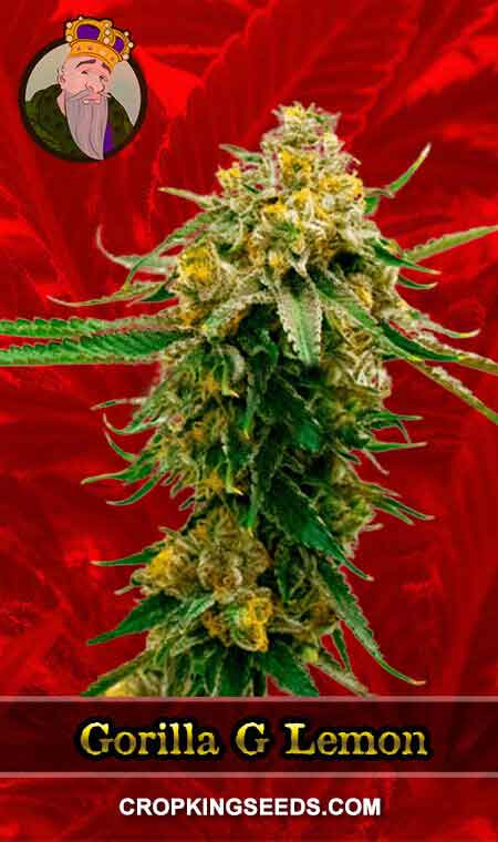 Gorilla G Lemon Strain Feminized Marijuana Seeds