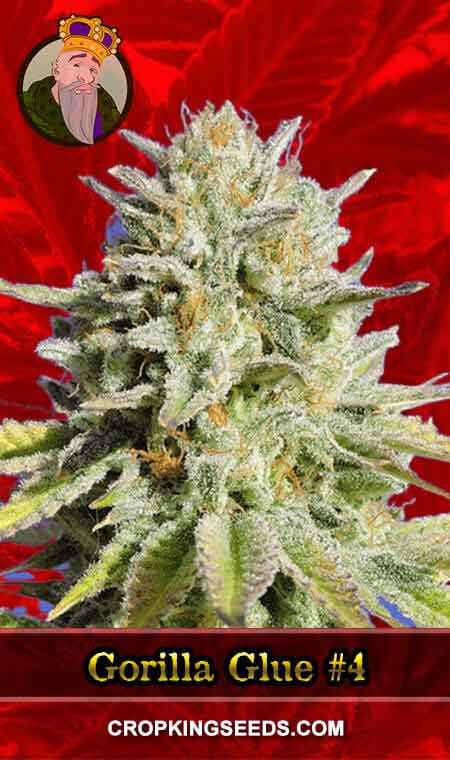 Gorilla Glue #4 Strain Feminized Marijuana Seeds