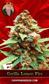 Gorilla Lemon Fire Strain Feminized Marijuana Seeds