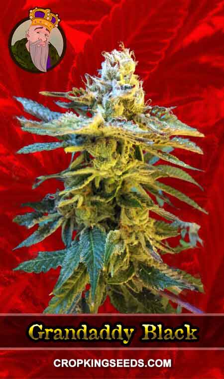 Grandaddy Black Strain Feminized Marijuana Seeds