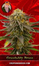 Grandaddy Bruce Strain Feminized Marijuana Seeds