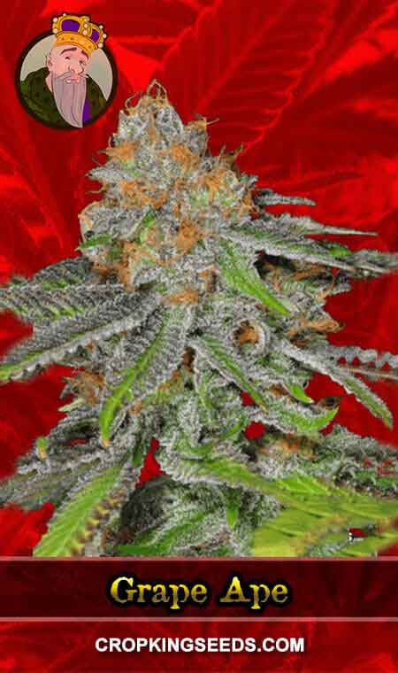 Grape Ape Strain Feminized Marijuana Seeds