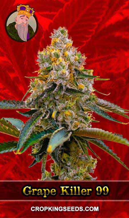 Grape Killer 99 Strain Feminized Marijuana Seeds