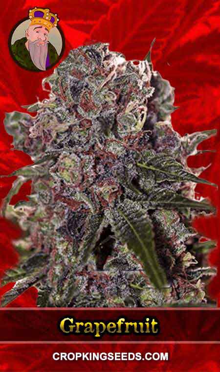 Grapefruit Strain Feminized Marijuana Seeds