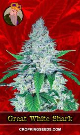 Great White Shark Strain Feminized Marijuana Seeds