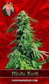 Hindu Kush Feminized Marijuana Seeds