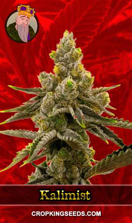 Kali Mist Strain Feminized Marijuana Seeds