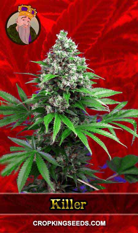 Killer Strain Feminized Marijuana Seeds