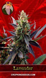 Lavender Feminized Marijuana Seeds