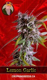 Lemon Garlic Strain Feminized Marijuana Seeds